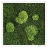 BAUHAUS StyleGreen Moosbild 35 X 35 Cm -BAUHAUS Shop 12 1556
