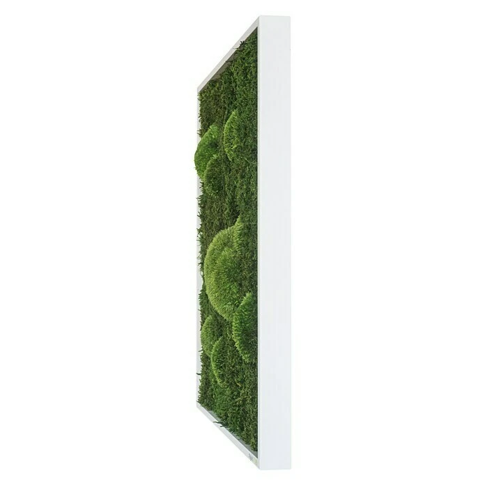 BAUHAUS StyleGreen Moosbild 35 X 35 Cm 3 BAUHAUS StyleGreen Moosbild 35 X 35 Cm – Bild 2