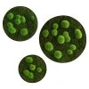 BAUHAUS StyleGreen Pflanzenbild Mooskreise 2 BAUHAUS StyleGreen Pflanzenbild Mooskreise -BAUHAUS Shop 12 1583