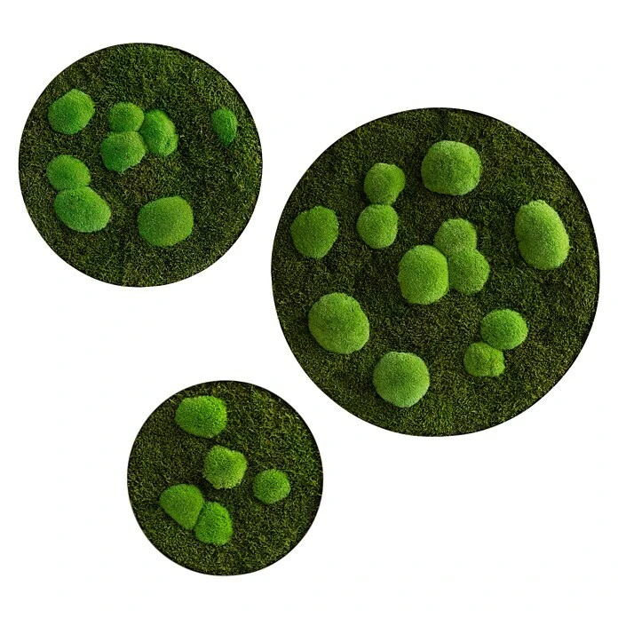 BAUHAUS StyleGreen Pflanzenbild Mooskreise 3 BAUHAUS StyleGreen Pflanzenbild Mooskreise