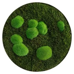 BAUHAUS StyleGreen Pflanzenbild Mooskreise 10 BAUHAUS StyleGreen Pflanzenbild Mooskreise -BAUHAUS Shop 12 1585