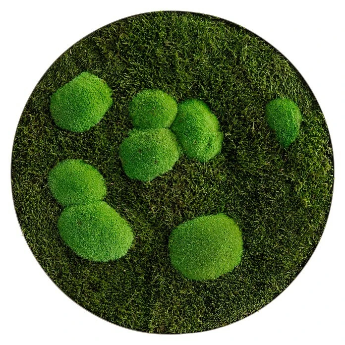BAUHAUS StyleGreen Pflanzenbild Mooskreise 5 BAUHAUS StyleGreen Pflanzenbild Mooskreise – Bild 3