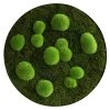 BAUHAUS StyleGreen Moosbild 80 X 6 Cm -BAUHAUS Shop 12 1670